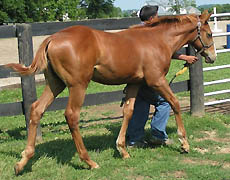 weanling