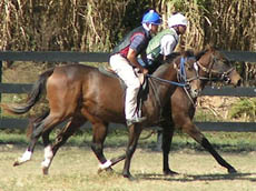 yearling filly