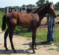 weanling