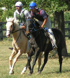 yearling