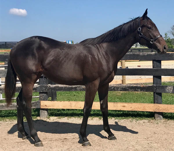 Horses purchased for clients by Moserwood Farms, Horse Racing